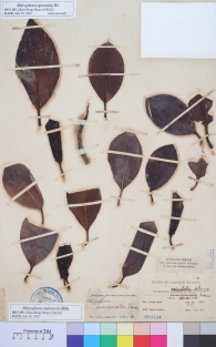 Specimen thumbnail
